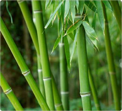 Boost Your Skin Health With Bamboo Extract